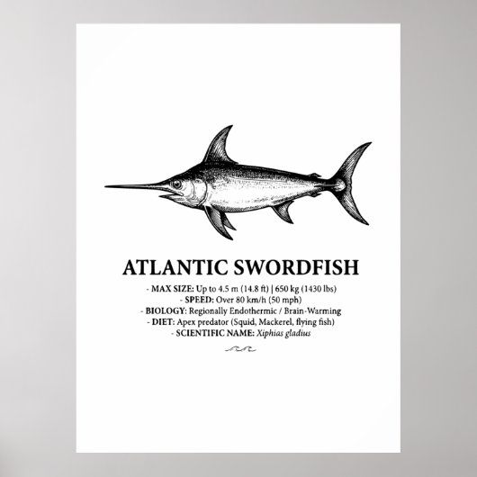 Poster Atlantic Swordfish Scientific Illustration  (Devant)