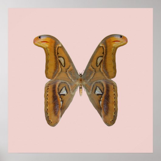Poster Atlas Moth (Devant)