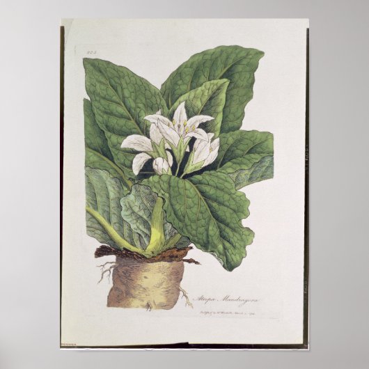 Poster Atropa mandragora (Devant)