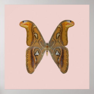 Poster Attacus atlas Aile dorée