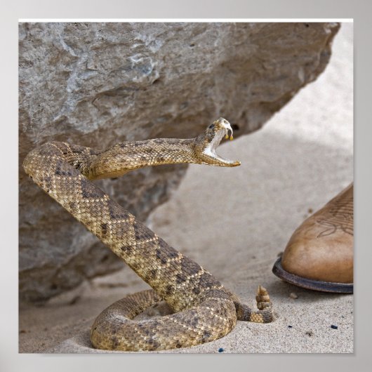 Poster Attaque au serpent à sonnette (Devant)