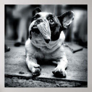 Poster Attentes d'un bouledogue français de Lil