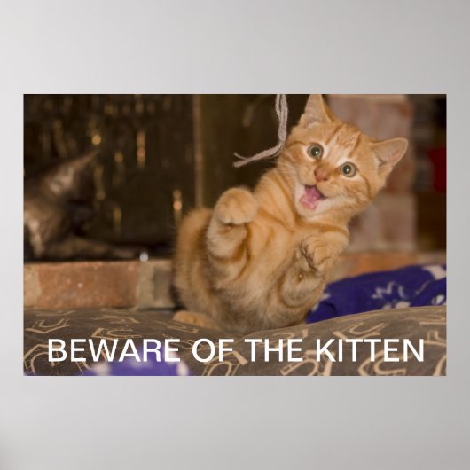 Poster Attention au Kitten (Devant)