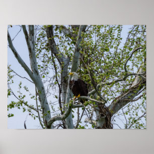 Poster Attention aux aigles