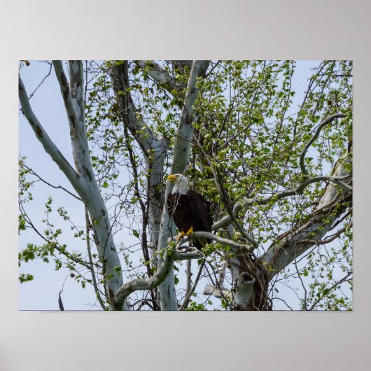 Poster Attention aux aigles (Devant)