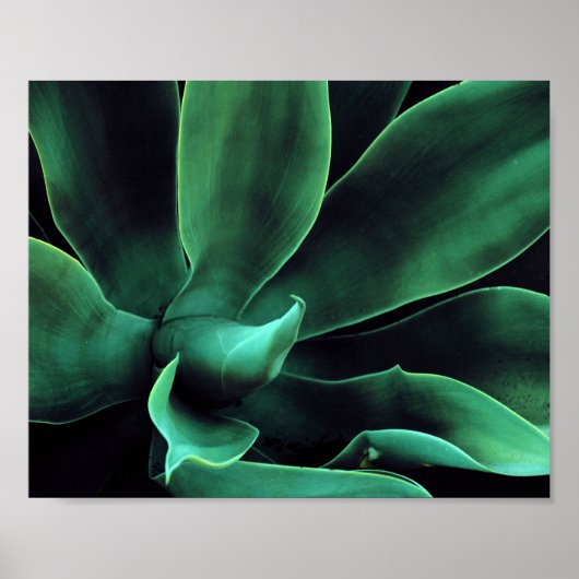 Poster Atténuata Agave Vert (Devant)