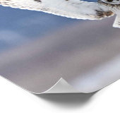 Poster Atterrissage de la chouette à courte distance (Coin)