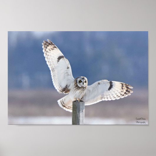 Poster Atterrissage de la chouette à courte distance (Devant)