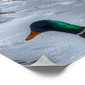 Poster Atterrissage des canards et des dragues de Mallard (Coin)