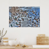 Poster Atterrissage des canards et des dragues de Mallard (Cuisine)