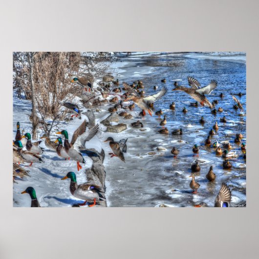 Poster Atterrissage des canards et des dragues de Mallard (Devant)