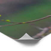 Poster Atterrissage des spatules de rose (Ajaia Ajaja) (Coin)