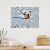 Poster Atterrissage du canard-Majard Photo de la faune (Cuisine)
