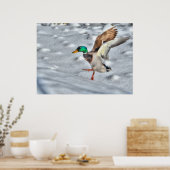 Poster Atterrissage du canard-Majard Photo de la faune (Cuisine)
