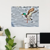 Poster Atterrissage du canard-Majard Photo de la faune (Bureau à domicile)