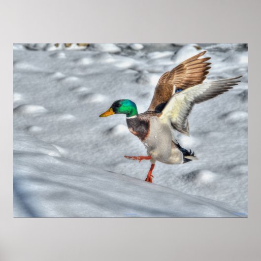 Poster Atterrissage du canard-Majard Photo de la faune (Devant)