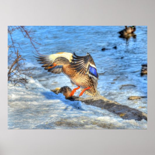 Poster Atterrissage du canard-Majard Photo de la faune (Devant)