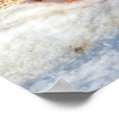 Poster Atterrissage du canard-Majard Photo de la faune (Coin)