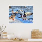 Poster Atterrissage du canard-Majard Photo de la faune (Cuisine)