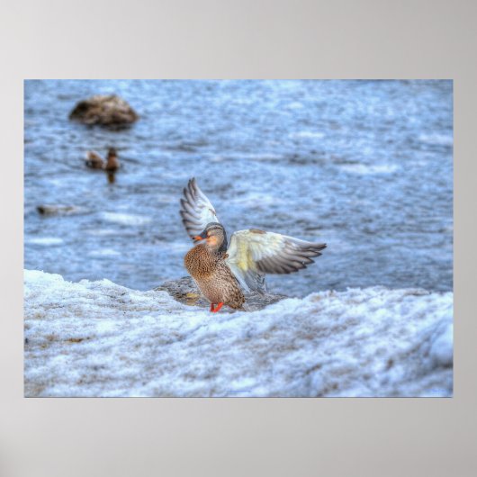 Poster Atterrissage Mallard Duck 3 Photo Faune Imprimer (Devant)