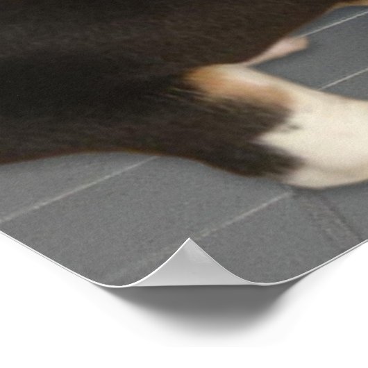 Poster Attrapé avec mon pantalon à nouveau, mignon chien  (Coin)