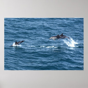 Poster Attrape-moi, si tu peux. Dauphin en chasse