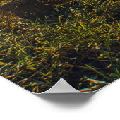 Poster Au bord de la mer de Galilée (Coin)