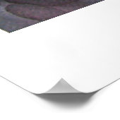 Poster Au-dessus du Koi Pond (Coin)