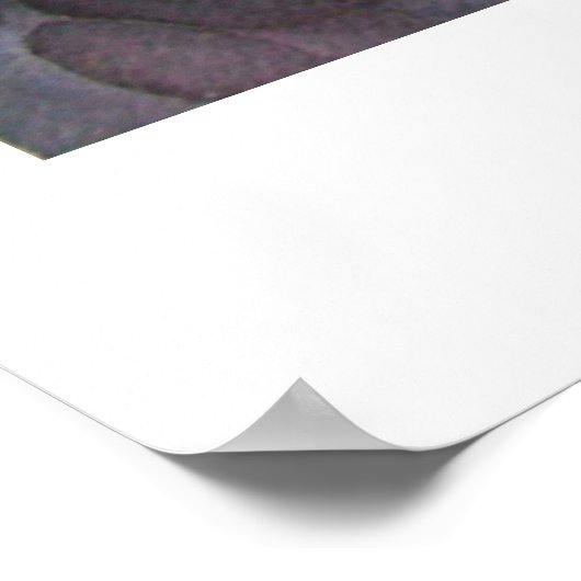 Poster Au-dessus du Koi Pond (Coin)