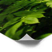 Poster Au fond de la forêt (Coin)