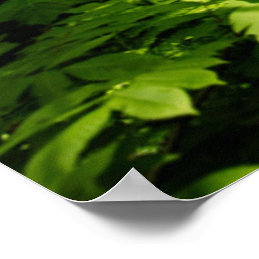 Poster Au fond de la forêt (Coin)