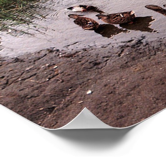 Poster Au marais.... (Coin)