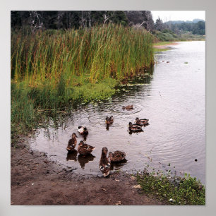 Poster Au marais....