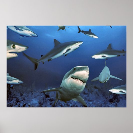 Poster Au milieu des requins (Devant)