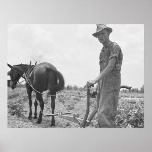 Poster Au travail dans le coton (Devant)
