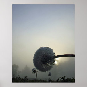 Poster Aube de pissenlit