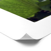 Poster Aube sur Lotus Pond (Coin)