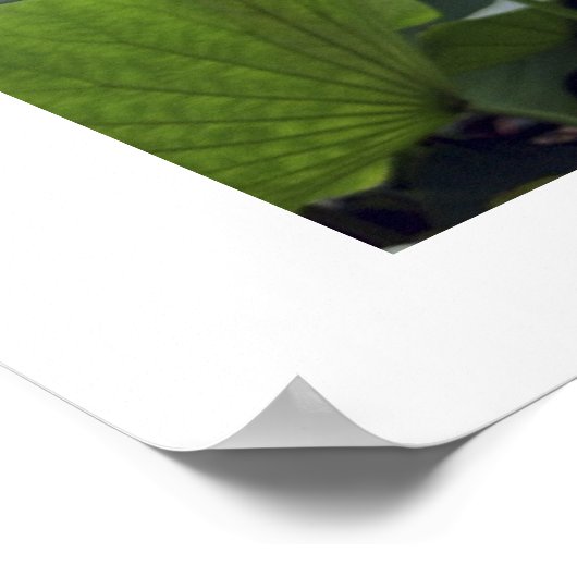 Poster Aube sur Lotus Pond (Coin)