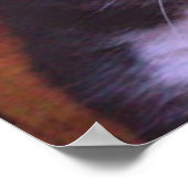 Poster Aucun chat ordinaire (Coin)