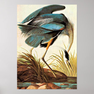  Poster Audubon