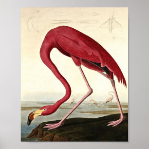 Poster Audubon American Flamme John James Audubon