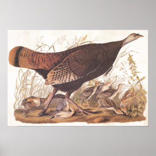 Poster Audubon Art Vintage sauvage Turquie Hen et pousses