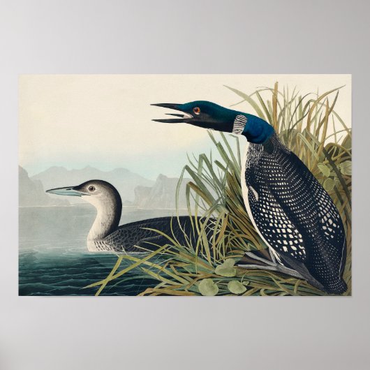 Poster Audubon Bird Loon Diver Classique (Devant)