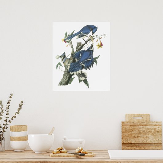 Poster Audubon Blue Jay (Cuisine)