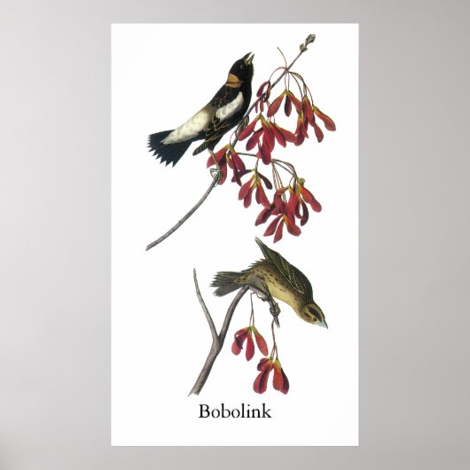 Poster Audubon Bobolink (Devant)