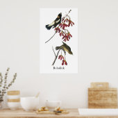 Poster Audubon Bobolink (Cuisine)