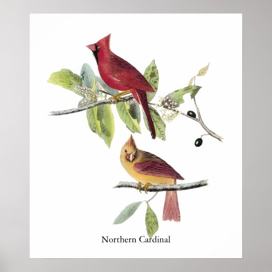 Poster Audubon Cardinal du Nord (Devant)