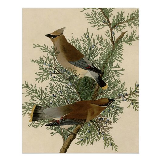 Poster Audubon Cèdre cire oiseau (Devant)