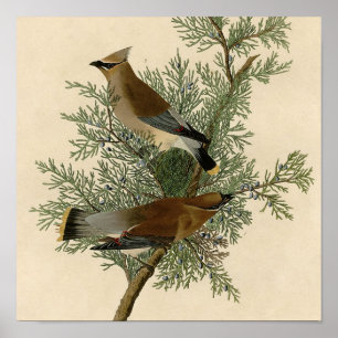 Poster Audubon Cèdre cire oiseau