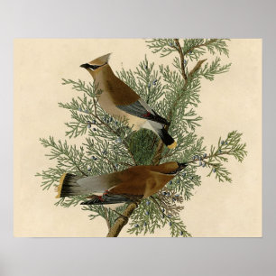 Poster Audubon Cèdre cire oiseau